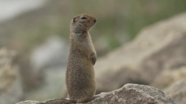 Groundhog Dag Met Marmot Dieren Het Wild Voorjaar — Stockvideo