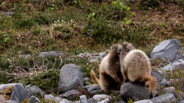 Giornata Della Marmotta Marmotta Animali Allo Stato Brado Primavera — Video Stock