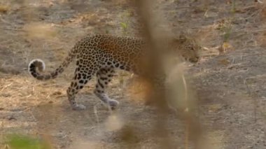 Leopar. Büyük kedi. Vahşi hayvan. Vahşi ormandaki güzel büyük leopar. Vahşi bir yırtıcının portresi, bir hayvan