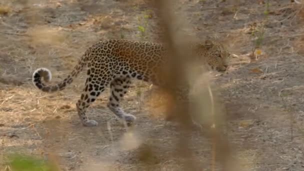 Leopard Big Cat Wild Animal Beautiful Big Leopard Wild Forest — Stok video