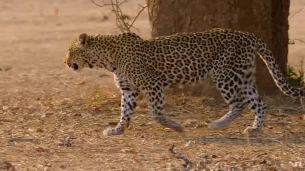 639 Jaguar animal Videos, Royalty-free Stock Jaguar animal Footage |  Depositphotos