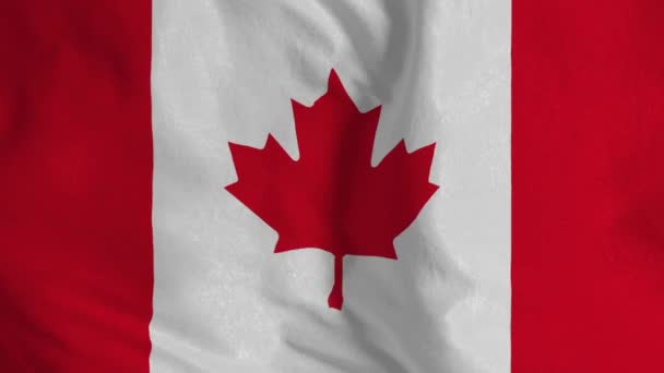Kanadensisk Flagg Sömlös Loop Animation Kanadas Flagga — Stockvideo