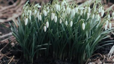Kar damlaları. Galanthus elwesii. Orman kardelenleri. Bahar.