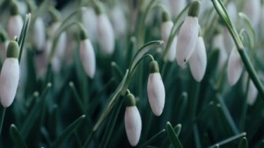 Kar damlaları. Galanthus elwesii. Orman kardelenleri. Bahar.