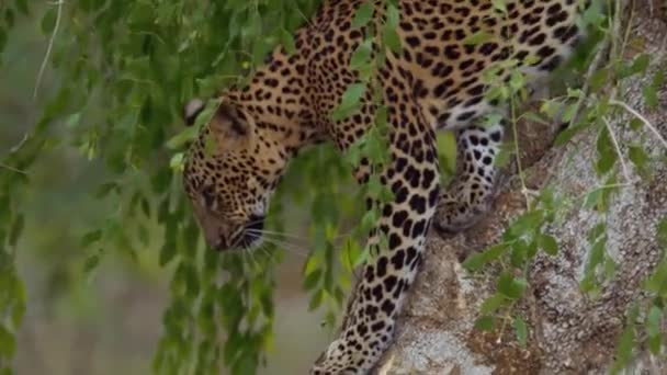 Leopard Großkatze Wildes Tier Schöne Große Leoparden Wilden Wald Porträt — Stockvideo