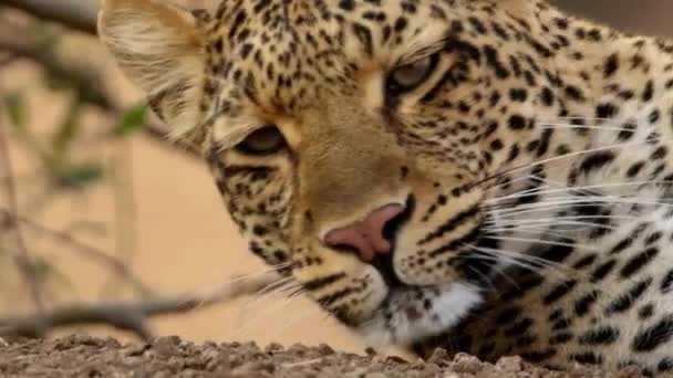Leopardo Gran Gato Animal Salvaje Hermoso Leopardo Grande Bosque Salvaje — Vídeo de stock