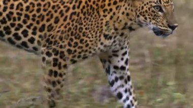 Leopard. Big cat. Wild animal. Beautiful big leopard in the wild forest. Portrait of a wild predator, an animal
