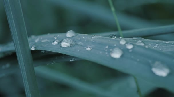 Sinematik Aşırı Yakın Sabah Çiy Damlası Bitkilerin Doğal Yeşil Yapraklarına — Stok video