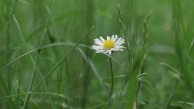 Tarla Papatya çiçeklerinin yakın görüntüsü. Yabani çiçekler. Papatya çayı.