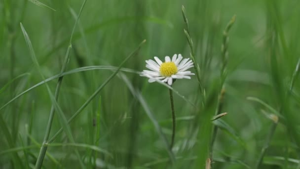 Fält Närbild Visa Tusensköna Blommor Vildblommor Kamomill — Stockvideo