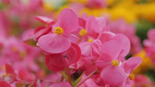 Розовые Цветы Красивая Бегония Интерьера Саду — стоковое видео