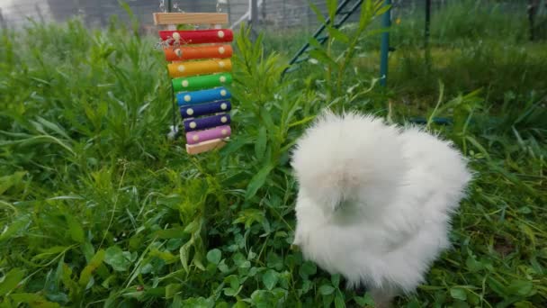 Chinese Silk Aborigine Chicken Small Size White Color Walks Green — Stock Video