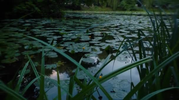Gyönyörű Víz Sárga Liliom Virágok Nuphar Lutea — Stock videók