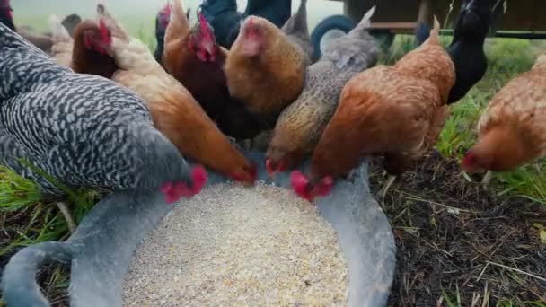Kycklingar Äter Korn Frigående Gård Med Grönt Gräs — Stockvideo