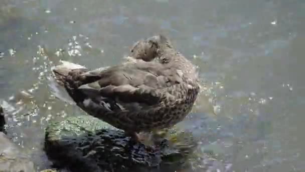 鸭特写 野鸭鸭 在阳光灿烂的日子里 Anas Duck在清洁自己 柏拉图式的押韵 在河里的野鸭 — 图库视频影像