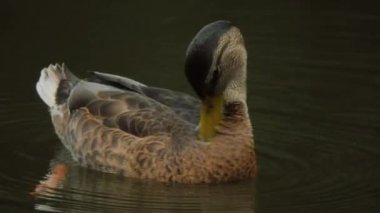 Ördek yakın çekimi. Mallard ördeği. Anas Duck güneşli bir günde kendini temizliyor. Platyrhynchos. Nehirde bir ördek.