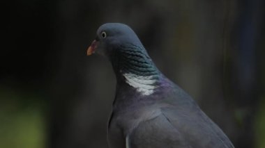Vahşi güvercinler, Columba Livia domestica, sokak güvercinleri metal bir yapının üzerinde oturuyor. Vahşi güvercin kuşu..