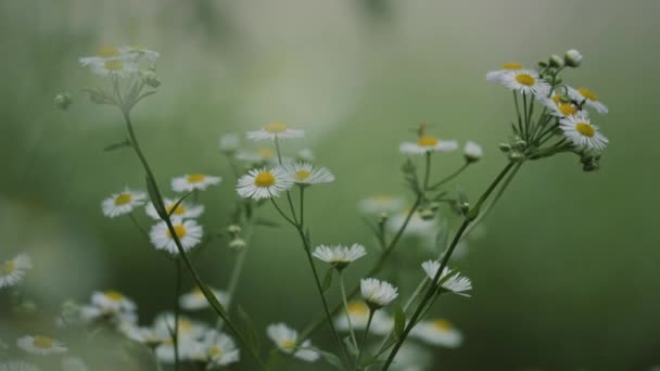 Bílé Sedmikrásky Květiny Pole Louka Západu Slunce Světla — Stock video