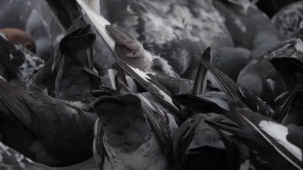 Vahşi Güvercinler Columba Livia Domestica Sokak Güvercinleri Metal Bir Yapının — Stok video