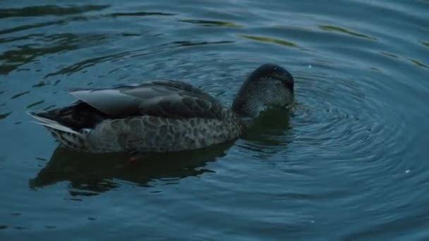 Closeup Ducks Searching Food Diving — Αρχείο Βίντεο
