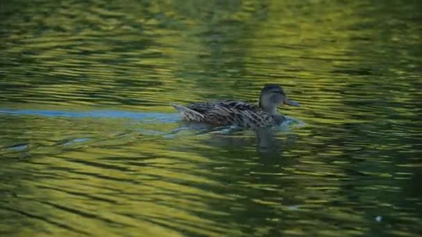Closeup Ducks Searching Food Diving — Αρχείο Βίντεο