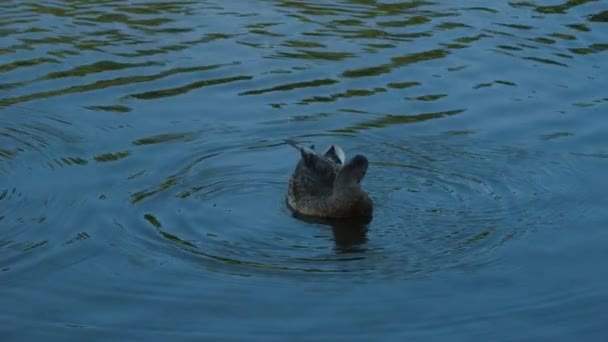 Closeup Ducks Searching Food Diving — стоковое видео