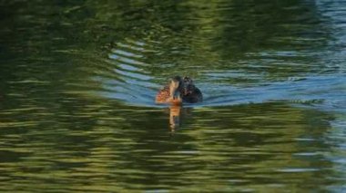 Closeup of ducks searching food and diving