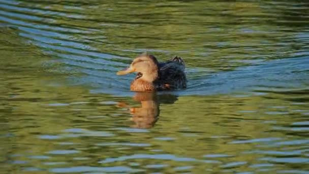 Closeup Ducks Searching Food Diving — 비디오