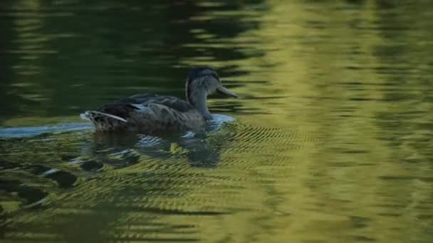 Closeup Ducks Searching Food Diving — стоковое видео