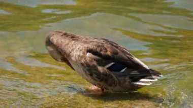 Mallard ördeği. Anas Duck güneşli bir günde kendini temizliyor. Platyrhynchos. Nehirde bir ördek.