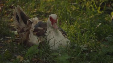 Gri Kaz, Hollanda 'da yavaş çekimde doğa rezervi yapan bir adam..