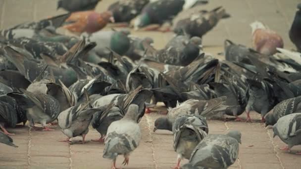 街头鸽 坐在金属结构上 野生鸽子鸟 — 图库视频影像