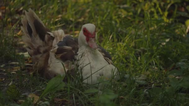Серая Коза Искусственном Заповеднике Нидерландах Замедленной Съемке — стоковое видео