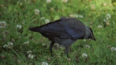 Karga. Karga zemini eşeliyor. Corvus monedula.