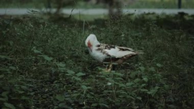 Gri Kaz, Hollanda 'da yavaş çekimde doğa rezervi yapan bir adam..