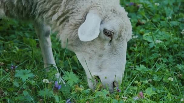 Sheep Grazing Meadow Sheep Muzzle Close — Stock Video