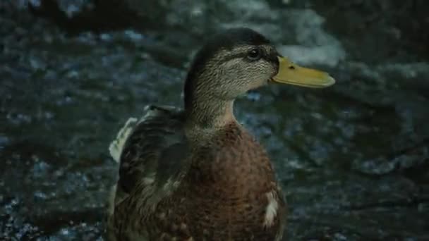 Yaban Ördeği Gölette Ördek Yiyor Ağır Çekimde Eğil Nehirde Bir — Stok video