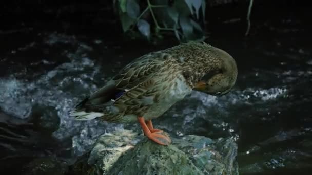 Stockente Entenessen Einem Teich Ente Zeitlupe Ente Wildtieren Auf Einem — Stockvideo