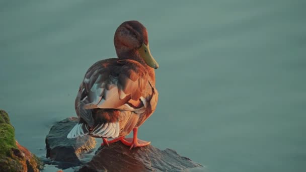 Pato Mallard Anas Duck Limpiándose Durante Día Soleado Platyrhynchos Pato — Vídeos de Stock