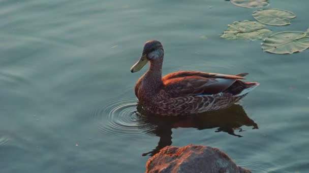 Sungai Mallard Bebek Makan Kolam Bebek Dalam Gerakan Lambat Bebek — Stok Video