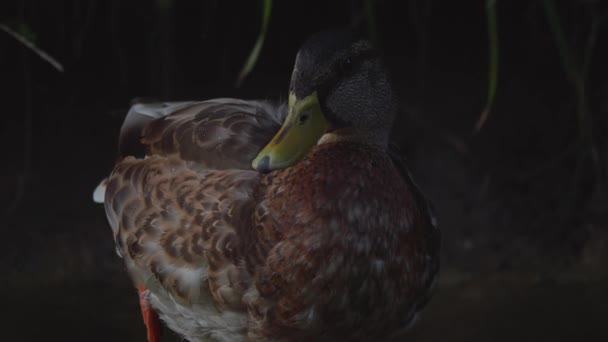 河马拉德 鸭子在池塘里吃东西 鸭慢动作 在河里的野生动物窝里Anas Platyrhynchos — 图库视频影像