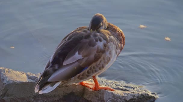 リバー マラード 池で食べるダック スローモーションでダック 川沿いの野生生物がいる アナス プラティリンコス — ストック動画