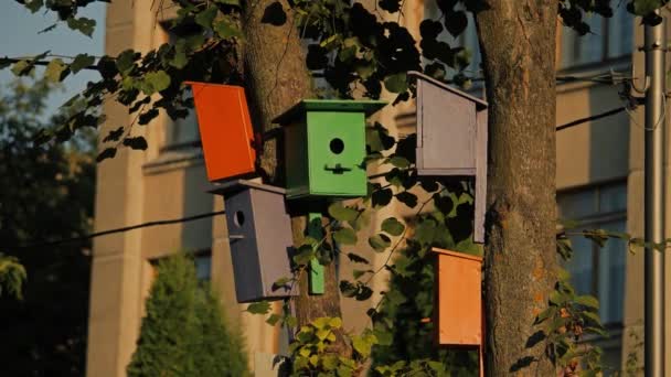 Birdhouse Uma Árvore Casa Dos Pássaros Bela Nova Casa Pássaro — Vídeo de Stock