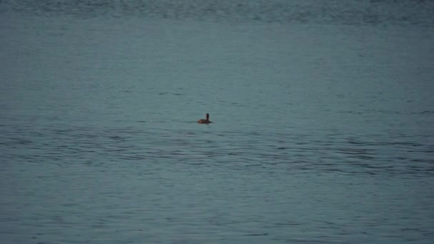 鳥は湖で泳いでいる ダック クローズアップ マラード ダック川 スローモーションでダック ダックのクリーニング中に — ストック動画
