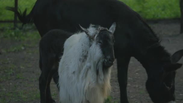 Muzzle Horned Animal Goat Chewing Slow Motion Chewing Animal Close — Stock Video