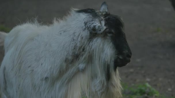 Muzzle Horned Animal Goat Chewing Slow Motion Chewing Animal Close — Stock Video