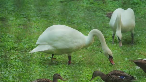 Swan Swans Living Park Grazing Green Grass — Stock Video