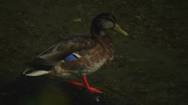Oiseau Nage Dans Lac Rivière Gros Plan Sur Canard Canard — Video
