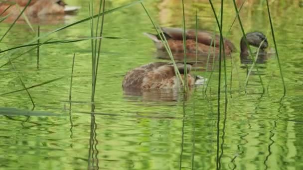 在河底觅食的鸭子 — 图库视频影像