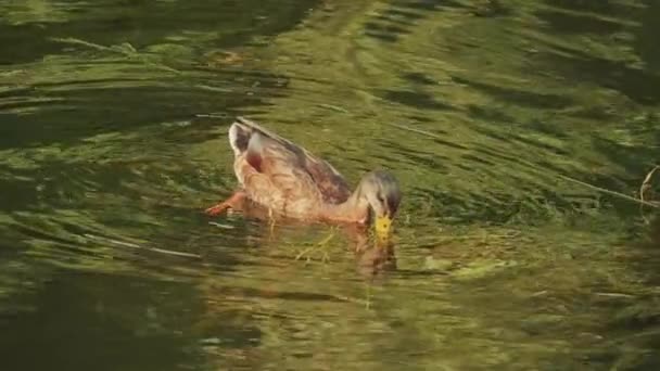 鸟儿在湖中游泳 河里游泳 鸭特写 河马拉德鸭 鸭慢动作 垃圾场在清理垃圾期间 — 图库视频影像